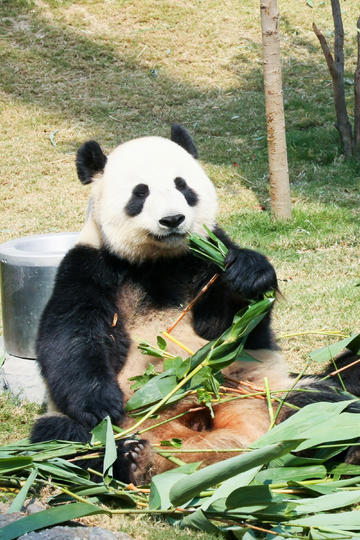 dota单车微博